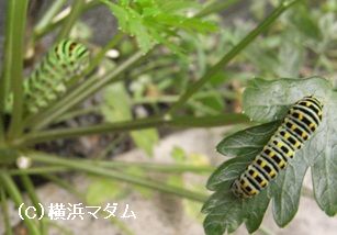 キアゲハの幼虫