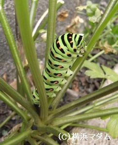 キアゲハの幼虫