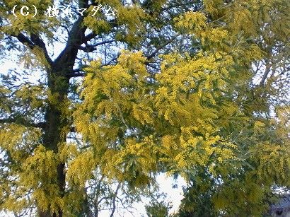 ミモザの花が満開です 横浜マダムのひとりごと