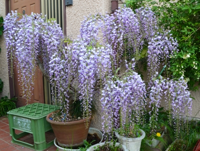 藤の鉢花 紫 高さ約40センチ フジ(藤)の育て方｜
