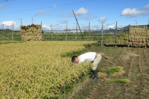 豊作基調の出来秋で、稲を刈る鎌にも力がこもる