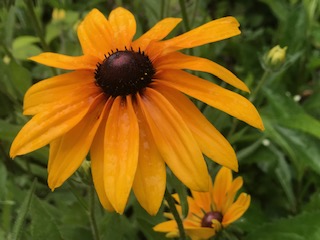 IMG_9559.jpg