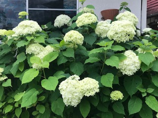 IMG_9589.jpg