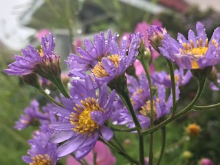IMG_0088.jpg