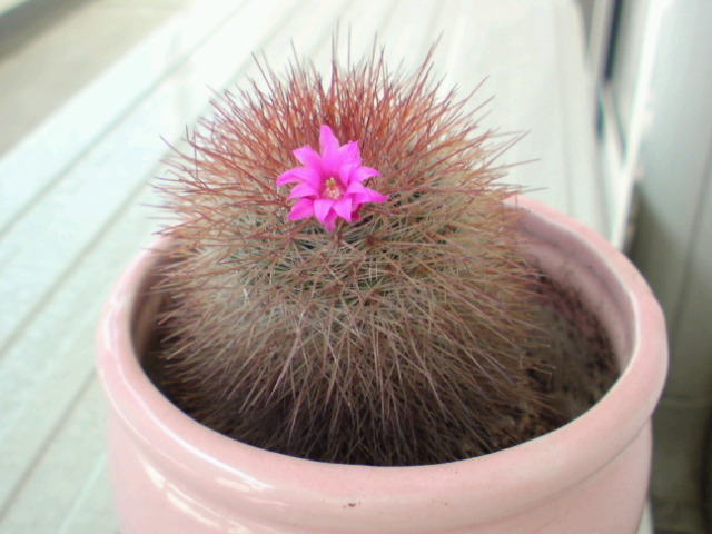 20100603090241.jpg