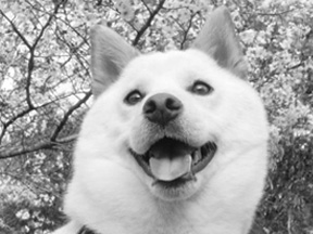 ¼Ì¿¿