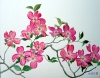 花水木:赤