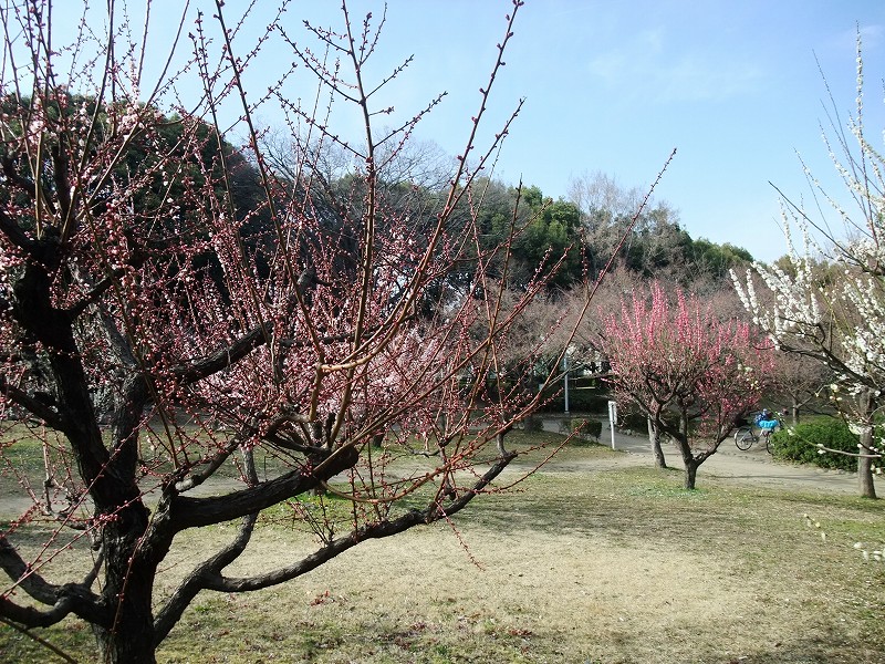 梅