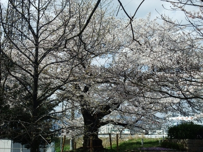 童子桜