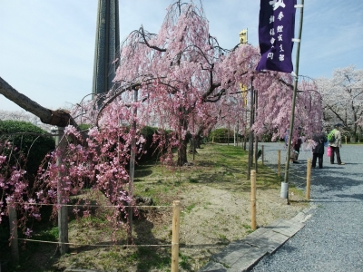 さくら