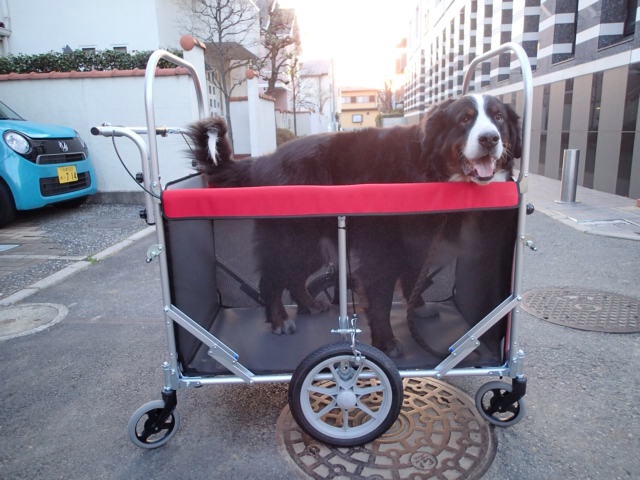 超大型犬用カート 専用日除け幌 今年も宅建試験日が近づいた 甲斐犬の特徴と我が家の愛犬 ドジ弁慶の愛犬日記 A 犬用品 ペット用品 猫 小鳥 小動物 犬友の愉快なおバカが行く