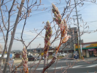 s-DSC02084.jpg