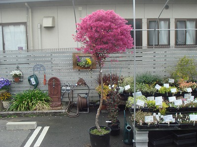 S-DSC02617.jpg