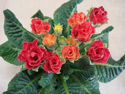 S-DSC03211.jpg