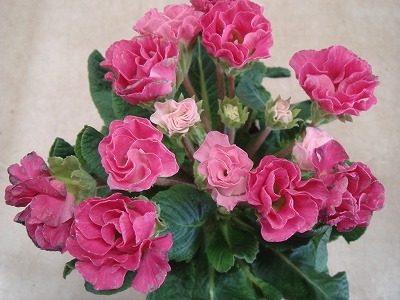 S-DSC03212.jpg