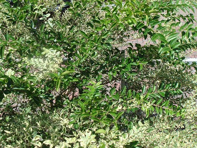S-DSC03800.jpg