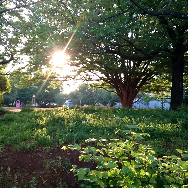 公園.jpg