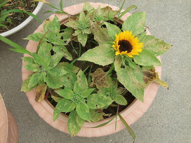 DSCF8982.jpg