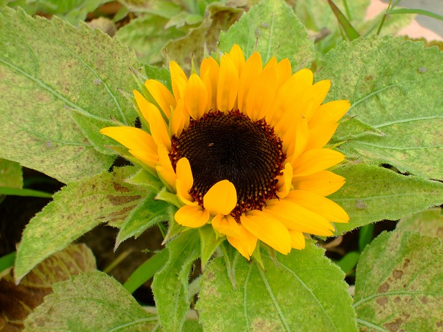 DSCF8983.jpg