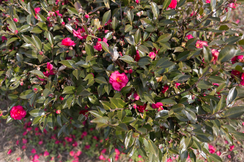20140301-_MG_6151.jpg
