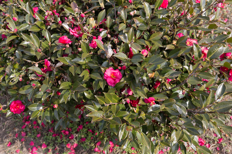 20140301-_MG_6154.jpg