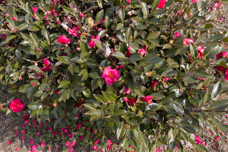 20140301-_MG_6157.jpg