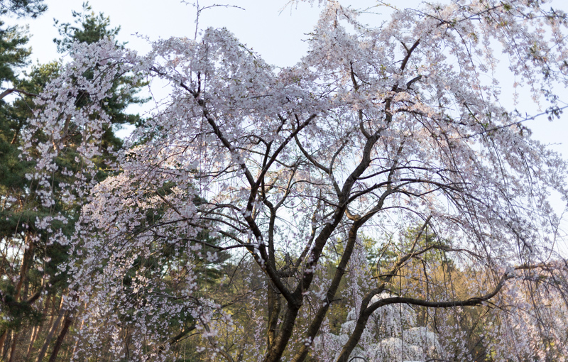 20140412-_MG_6636.jpg