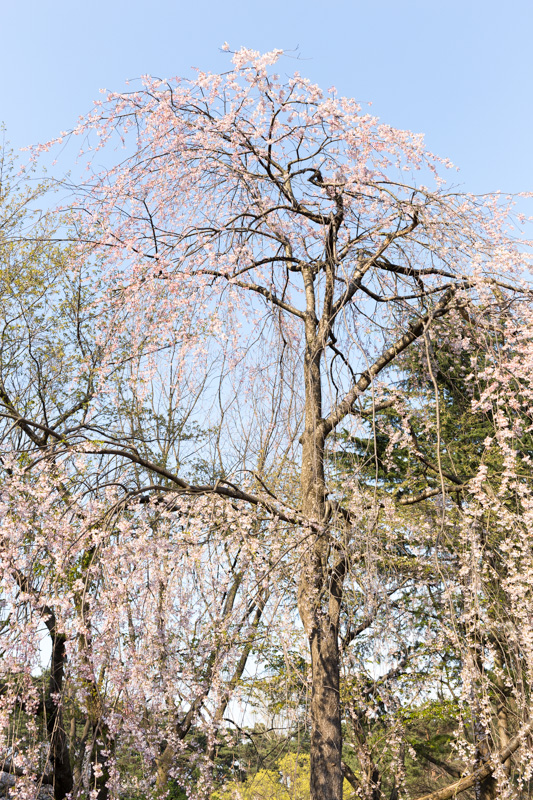 20140412-_MG_6642.jpg