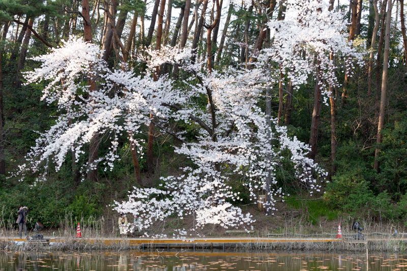 20140412-_MG_6659.jpg