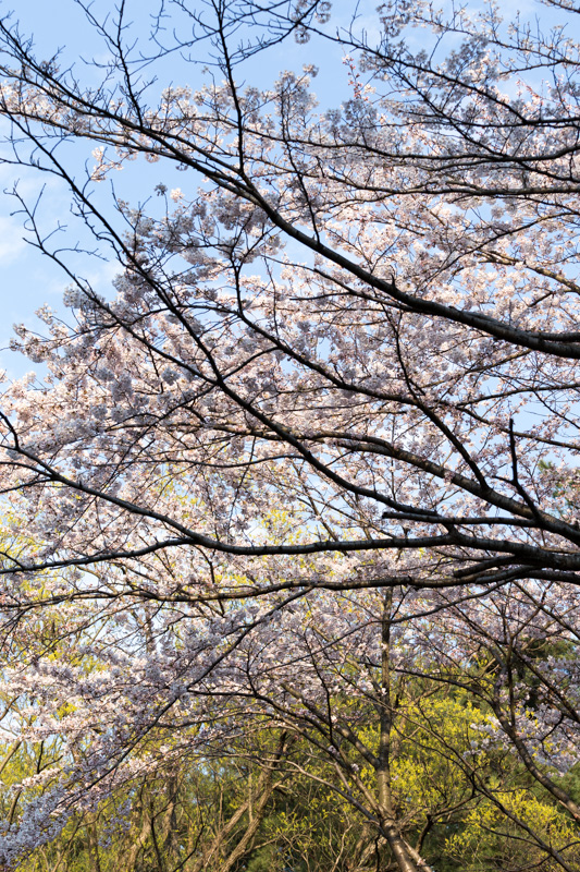 20140412-_MG_6660.jpg