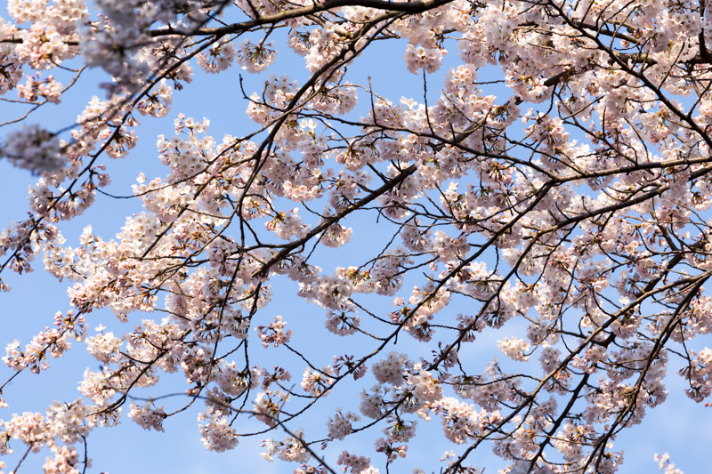 20140412-_MG_6664.jpg
