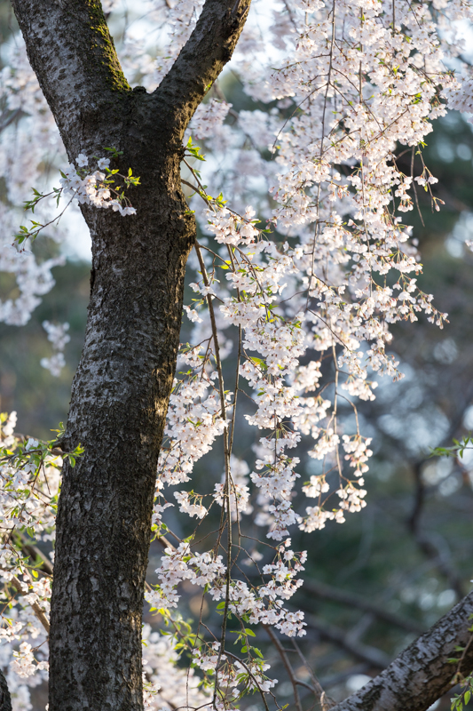 20140412-_MG_6674.jpg