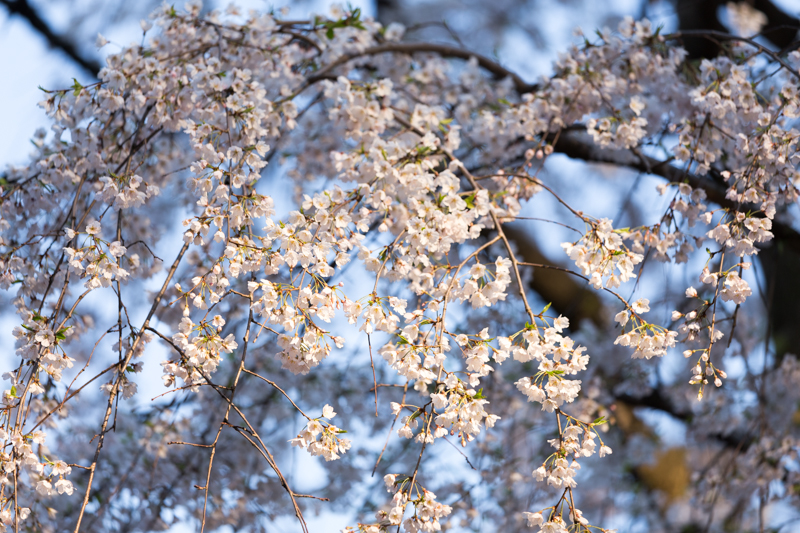 20140412-_MG_6678.jpg
