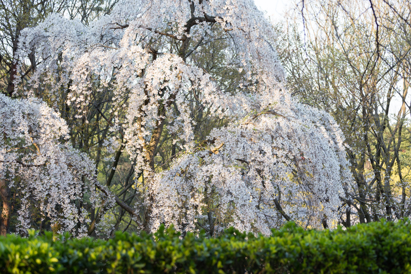 20140412-_MG_6681.jpg