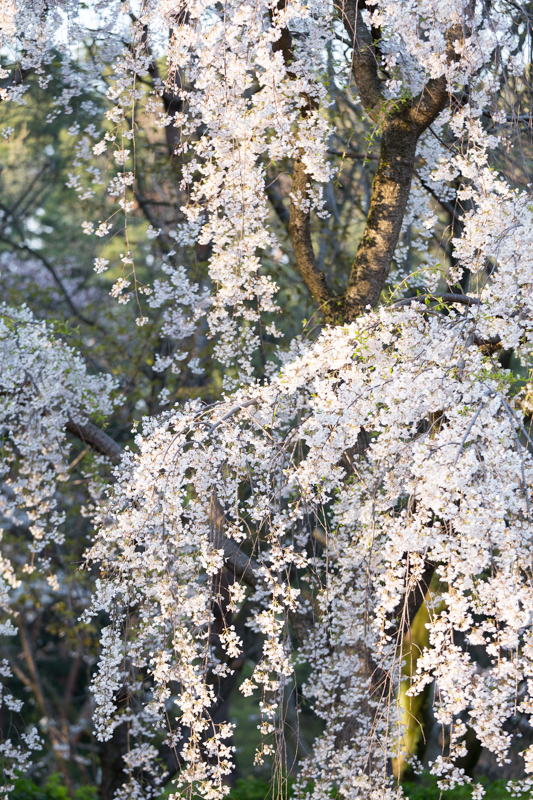 20140412-_MG_6686.jpg