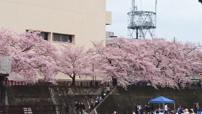 曇りですがお花見