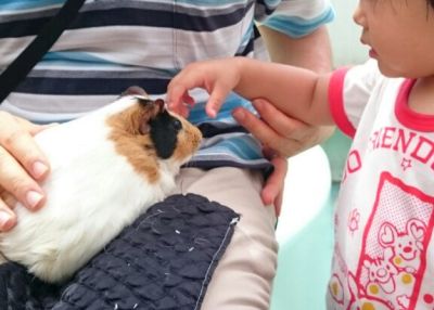 モルモットになでなで