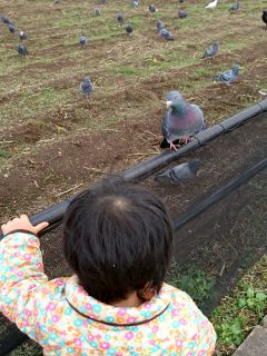 鳩とおはなし