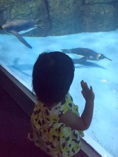 ペンギンがお気に入り