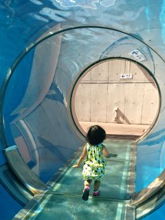 トンネル水槽