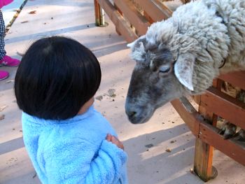 ヒツジとも仲良し