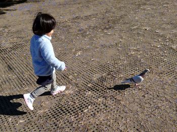 鳩を追いかけるin山下公園