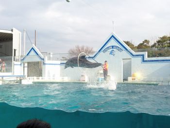 最後はイルカショー
