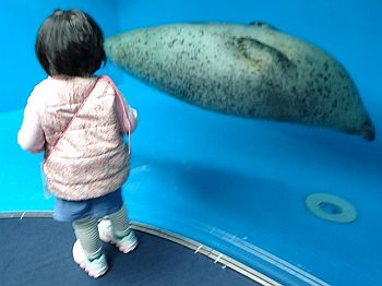アザラシと対面
