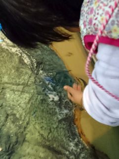 ドクターフィッシュ?