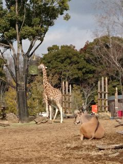 キリンエリアに到着