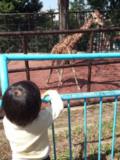 キリンも近くで