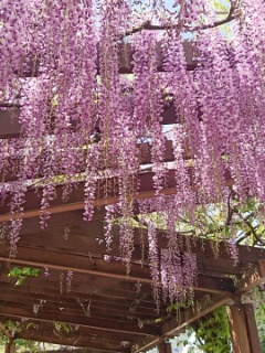 藤棚を見に行きました