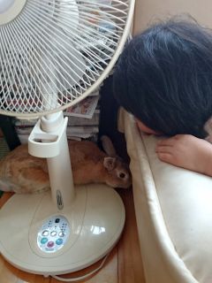 ウサギと遊ぶ