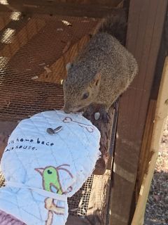 リスが放し飼いになっています